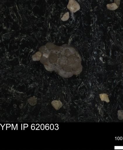 undet. Foraminiferida