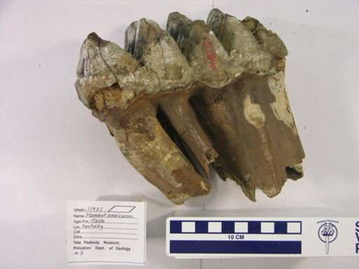 Mammut americanum