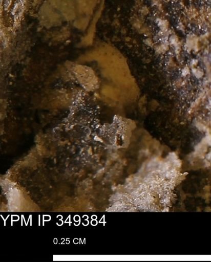 undet. Bivalvia