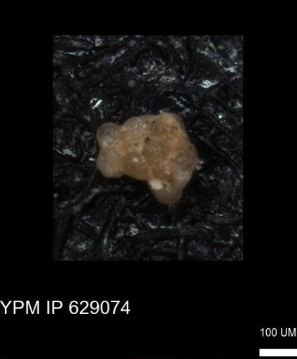 undet. Foraminiferida