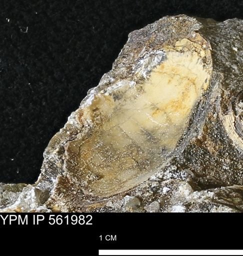 undet. Bivalvia