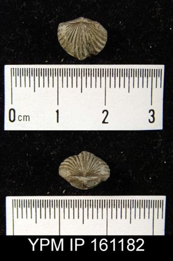 Platystrophia biforata
