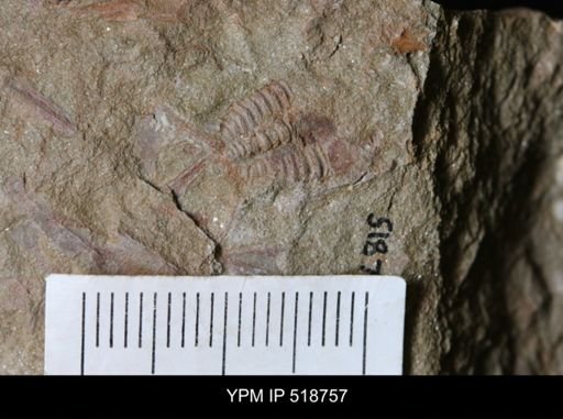 undet. Trilobita