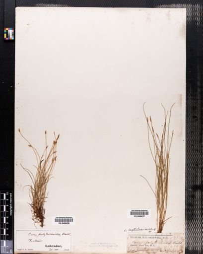 Carex leptalea