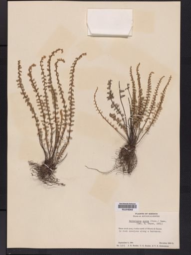 Notholaena