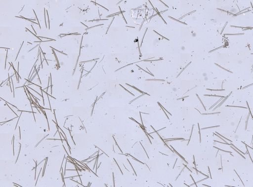 Haliclonidae