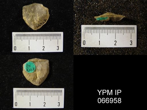 Strophonella reversa