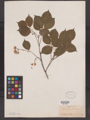 Staphylea trifolia