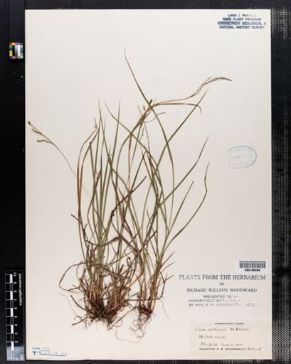 Carex aestivalis