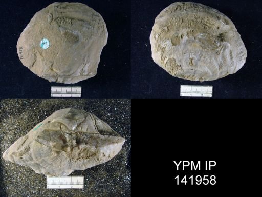 Derbya grandis