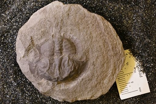 Euproops danae