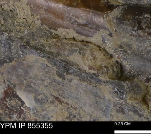 Baculites sp.