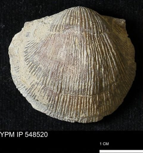 Stropheodonta navalis