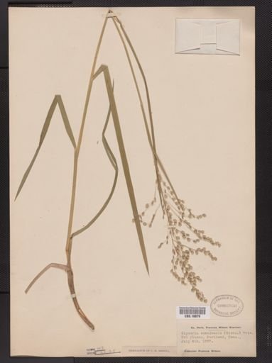 Glyceria canadensis