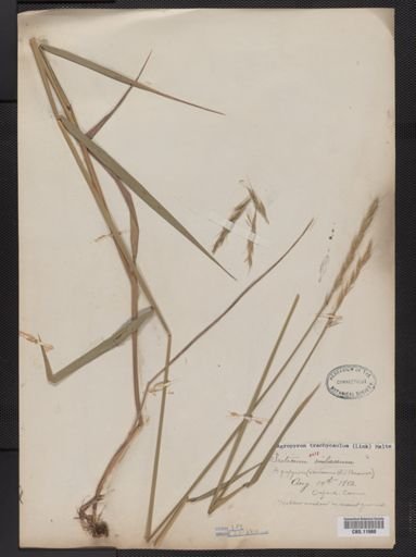 Elymus trachycaulus
