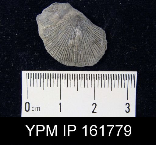 Schuchertella subplana