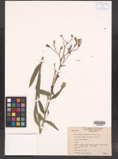 Lactuca pulchella