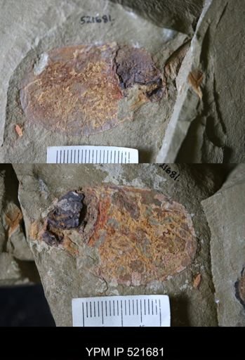 undet. Arthropoda