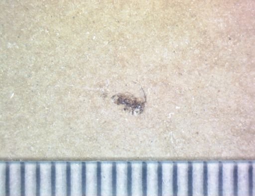 Hexapoda?