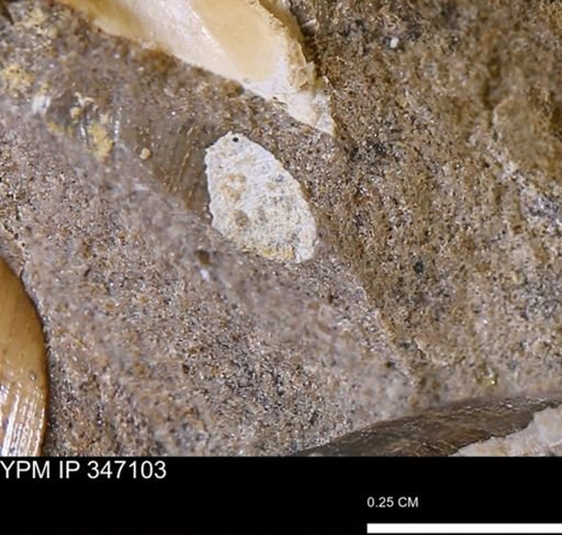 undet. Bivalvia