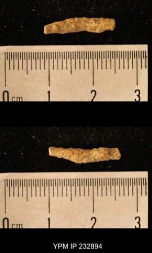 Archaeocidaris sp.