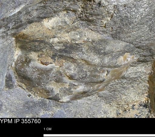 undet. Scaphitidae