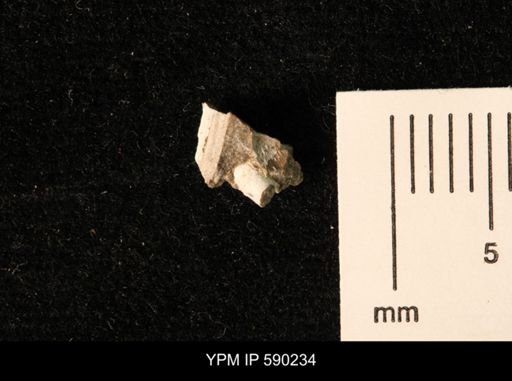 Dentalium?