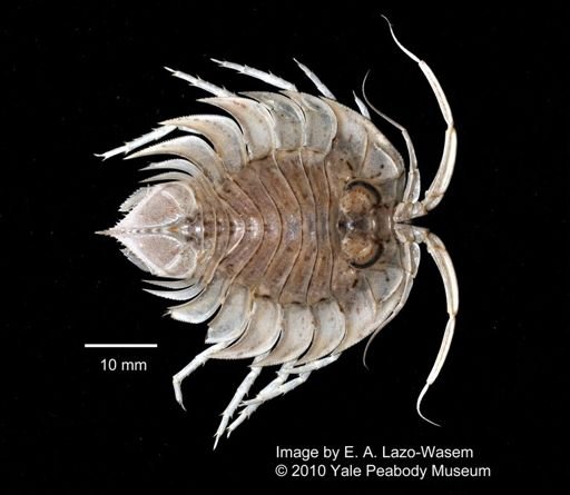 Serolidae