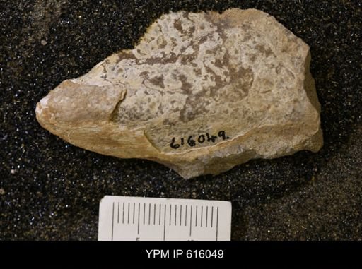 undet. Pterioida
