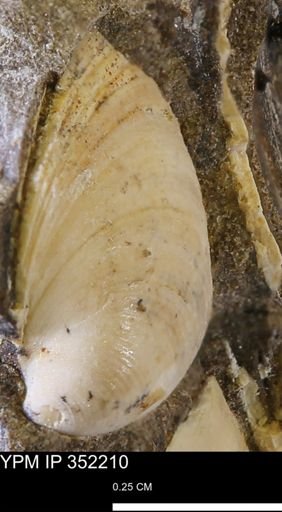 Limopsis striatopunctatus