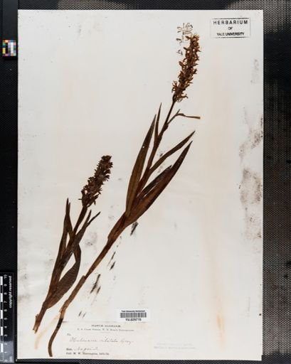 Plantae