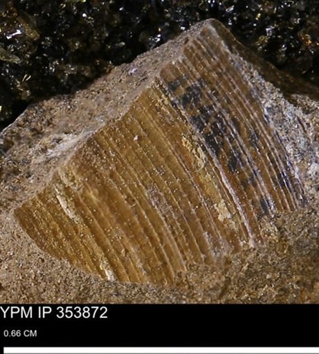 undet. Mollusca