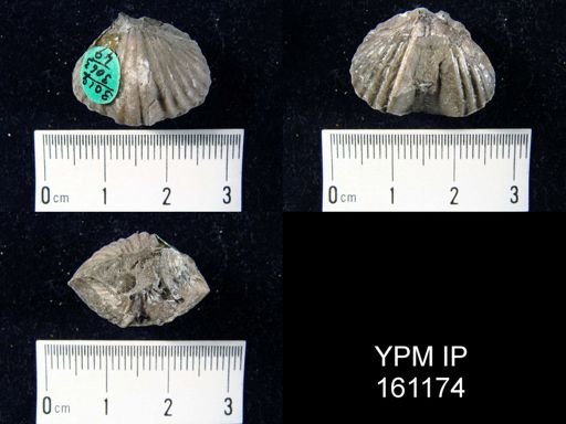 Platystrophia biforata