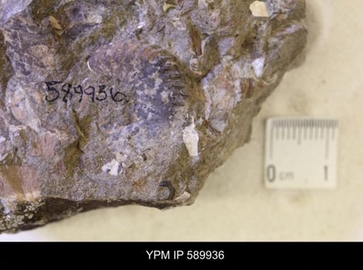 Hoploscaphites comprimus