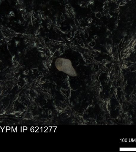 Heterohelicidae?