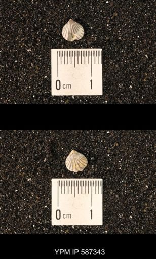 Camarotoechia whitei