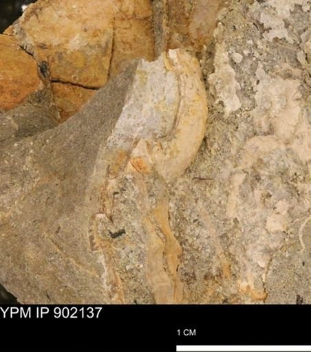 undet. Inoceramidae
