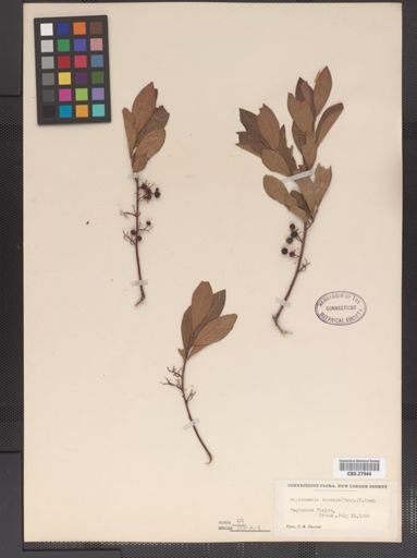 Gaylussacia baccata