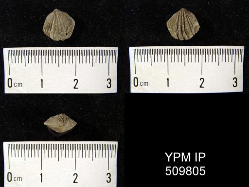 Anoplotheca plicatula