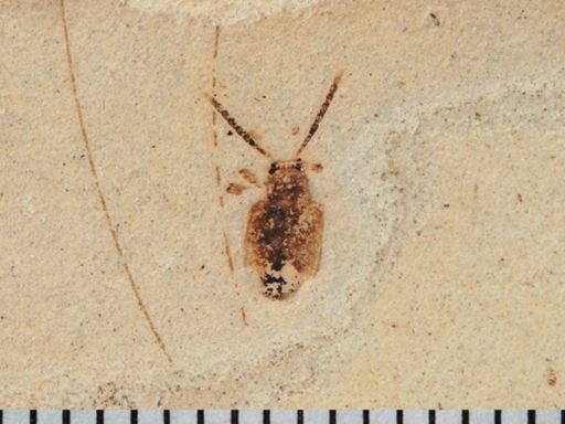 undet. Coleoptera