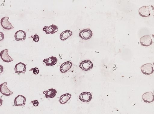 Apis mellifera