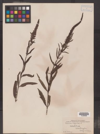 Veronicastrum virginicum
