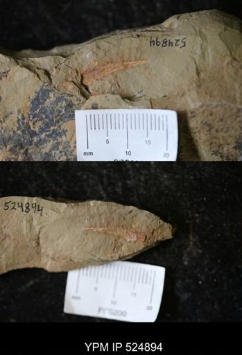undet. Arthropoda