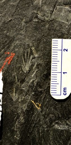 Asterophyllites sublevis