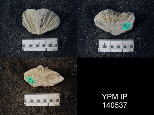 Spirifer (Neospirifer) musakheylensis