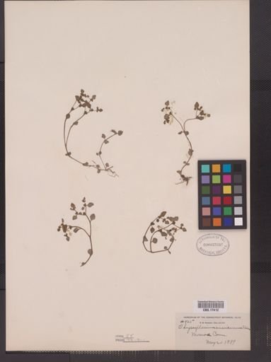 Chrysosplenium americanum