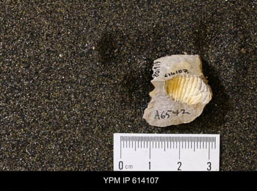 undet. Scaphitidae