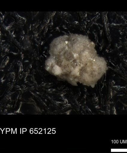 undet. Foraminiferida