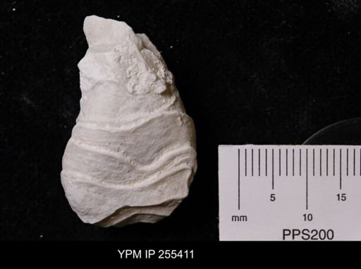 Virgola?