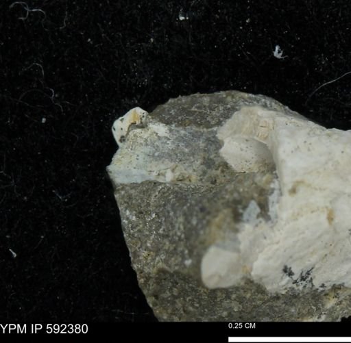 undet. Bivalvia